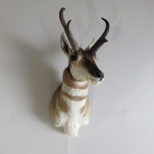 PRONGHORN ANTELOPE SHOULDER MOUNT