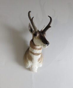 PRONGHORN ANTELOPE SHOULDER MOUNT