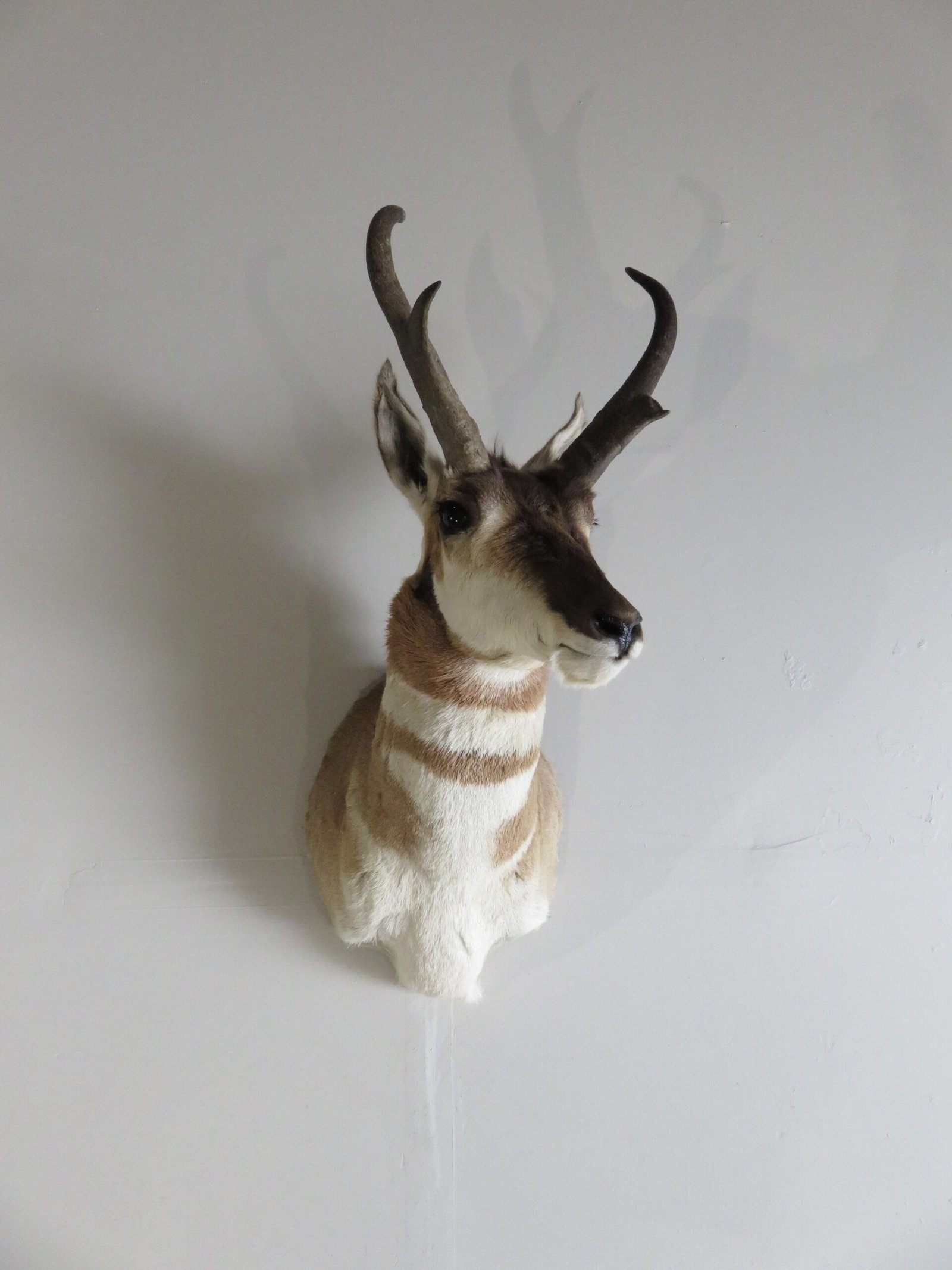 PRONGHORN ANTELOPE SHOULDER MOUNT PRONGHORN ANTELOPE SHOULDER MOUNT