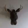 BULL MOOSE