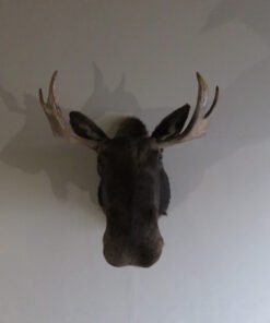BULL MOOSE