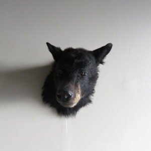 BLACK BEAR SHOULDER MOUNT