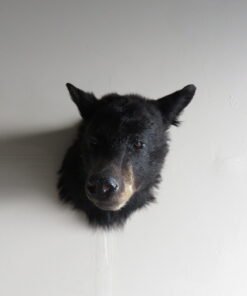 BLACK BEAR SHOULDER MOUNT