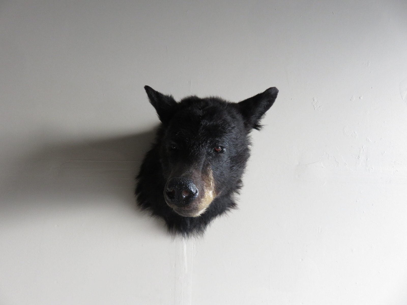 BLACK BEAR SHOULDER MOUNT