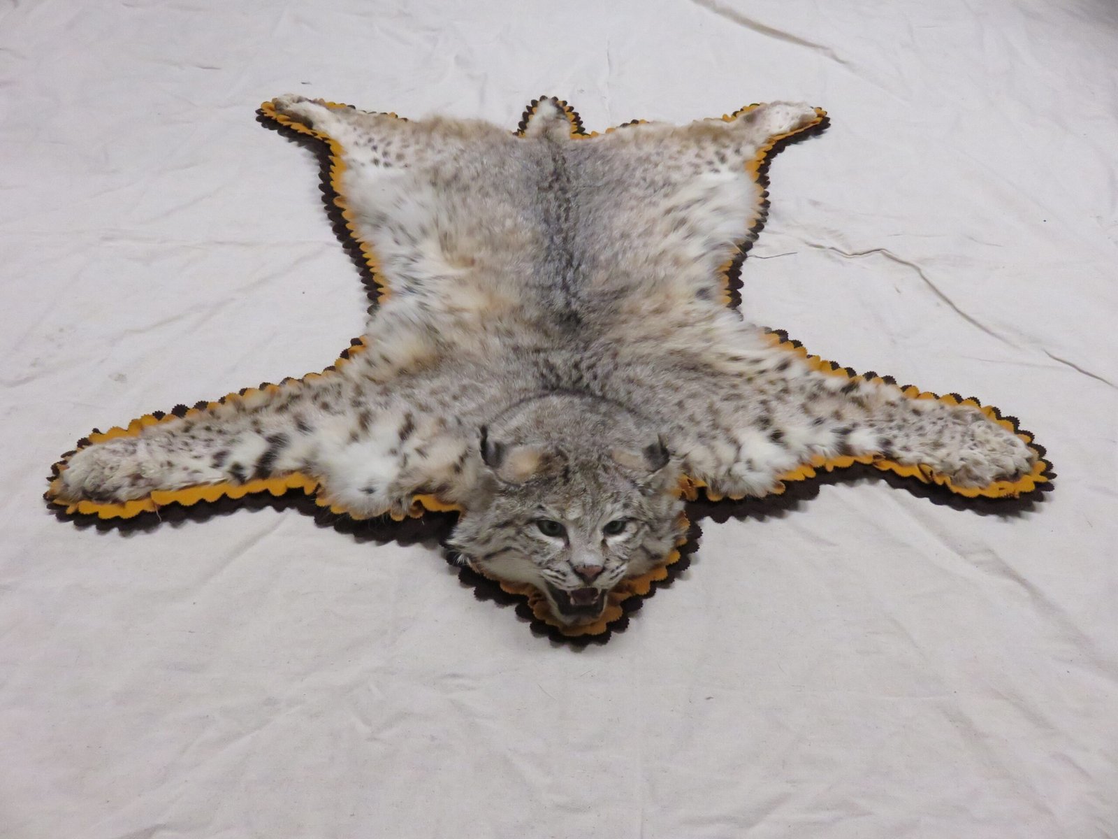 BOBCAT TAXIDERMY RUG BOBCAT TAXIDERMY RUG