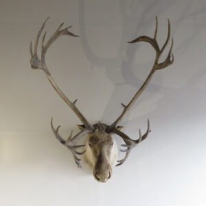 CARIBOU SHOULDER MOUNT
