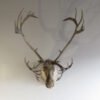 CARIBOU SHOULDER MOUNT