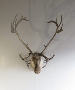 CARIBOU SHOULDER MOUNT