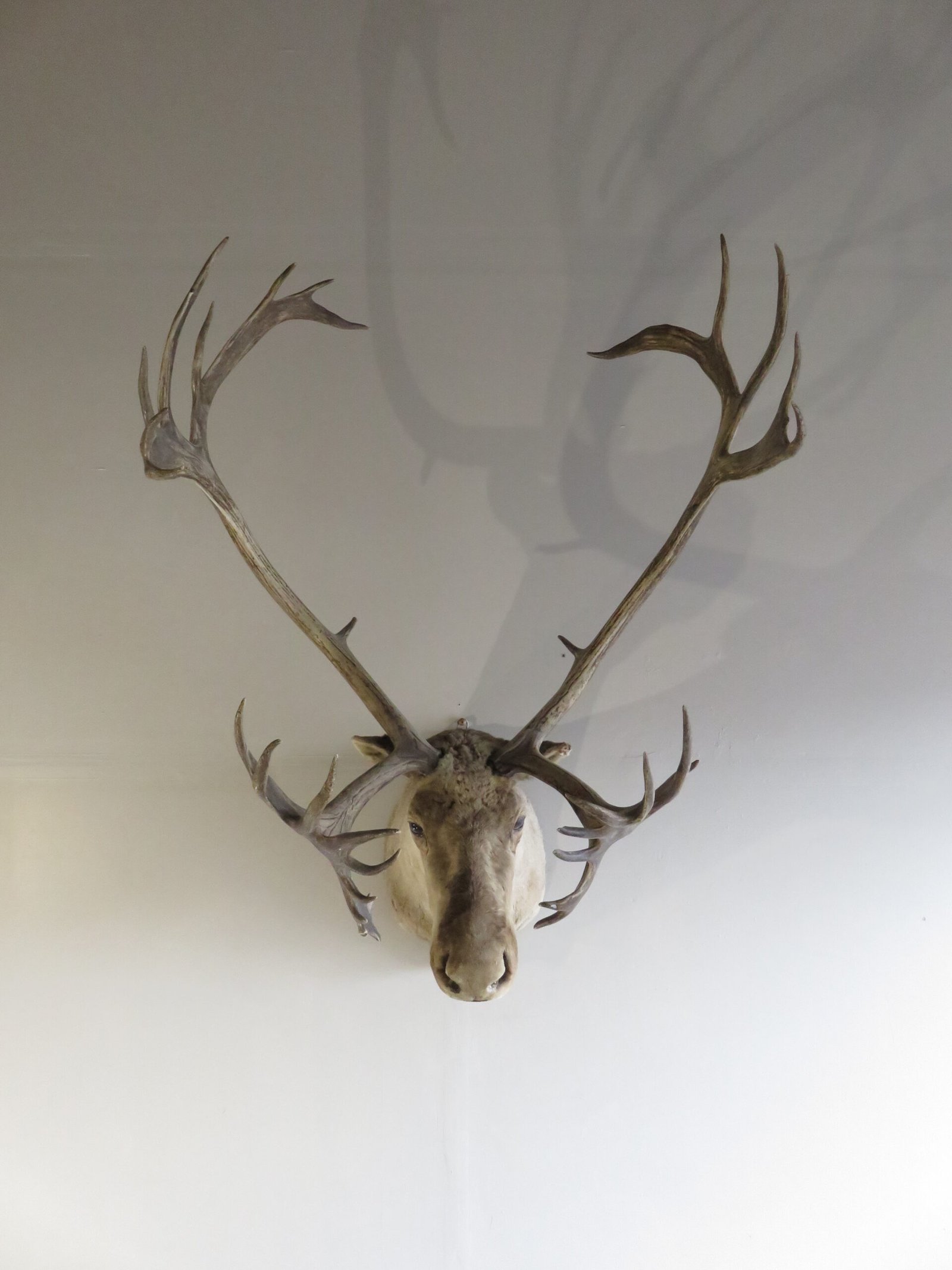CARIBOU SHOULDER MOUNT