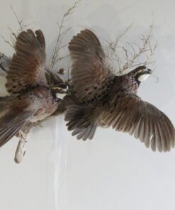 BOBWHITE QUAIL (2) LIFE SIZE MOUNT