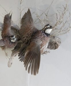 BOBWHITE QUAIL (2) LIFE SIZE MOUNT