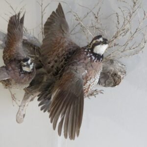 BOBWHITE QUAIL (2) LIFE SIZE MOUNT