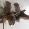 BOBWHITE QUAIL (2) LIFE SIZE MOUNT