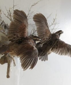 BOBWHITE QUAIL (2) LIFE SIZE MOUNT