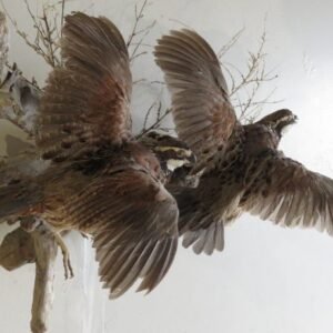 BOBWHITE QUAIL (2) LIFE SIZE MOUNT