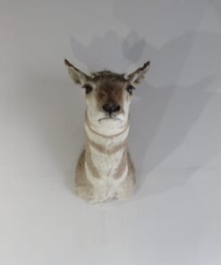 PRONGHORN ANTELOPE DOE