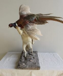 COYOTE CATCHING PHEASANT