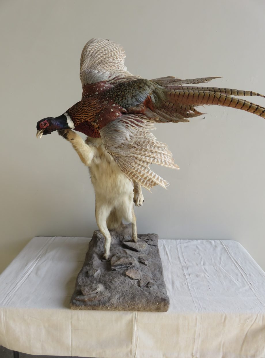COYOTE CATCHING PHEASANT COYOTE CATCHING PHEASANT