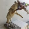 COYOTE CATCHING PHEASANT