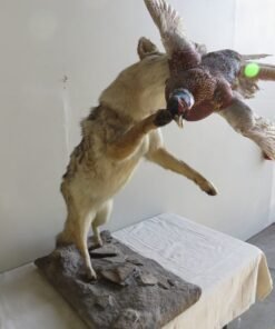 COYOTE CATCHING PHEASANT