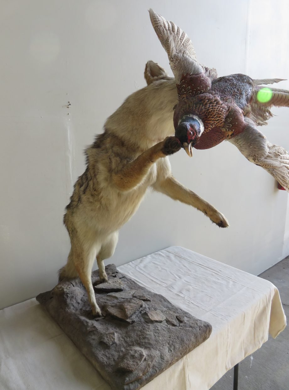 COYOTE CATCHING PHEASANT COYOTE CATCHING PHEASANT