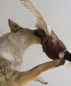 COYOTE CATCHING PHEASANT