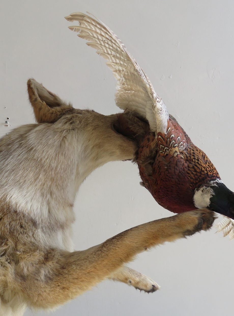 COYOTE CATCHING PHEASANT COYOTE CATCHING PHEASANT