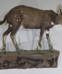 AFRICAN BUSHBUCK LIFE SIZE MOUNT