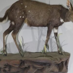 AFRICAN BUSHBUCK LIFE SIZE MOUNT
