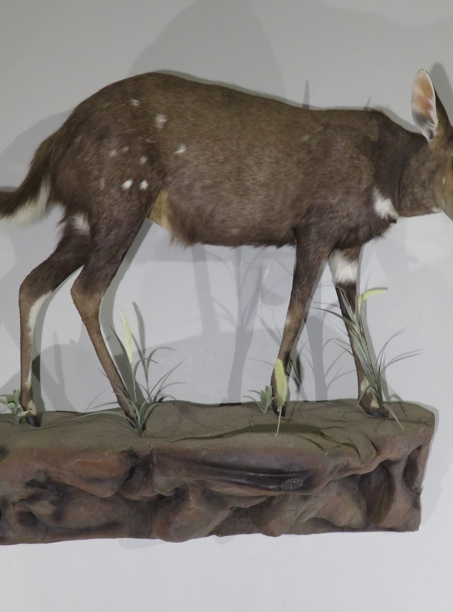 AFRICAN BUSHBUCK LIFE SIZE MOUNT