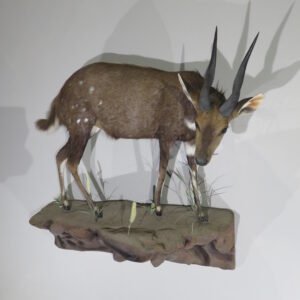 AFRICAN BUSHBUCK LIFE SIZE MOUNT