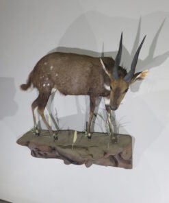 AFRICAN BUSHBUCK LIFE SIZE MOUNT