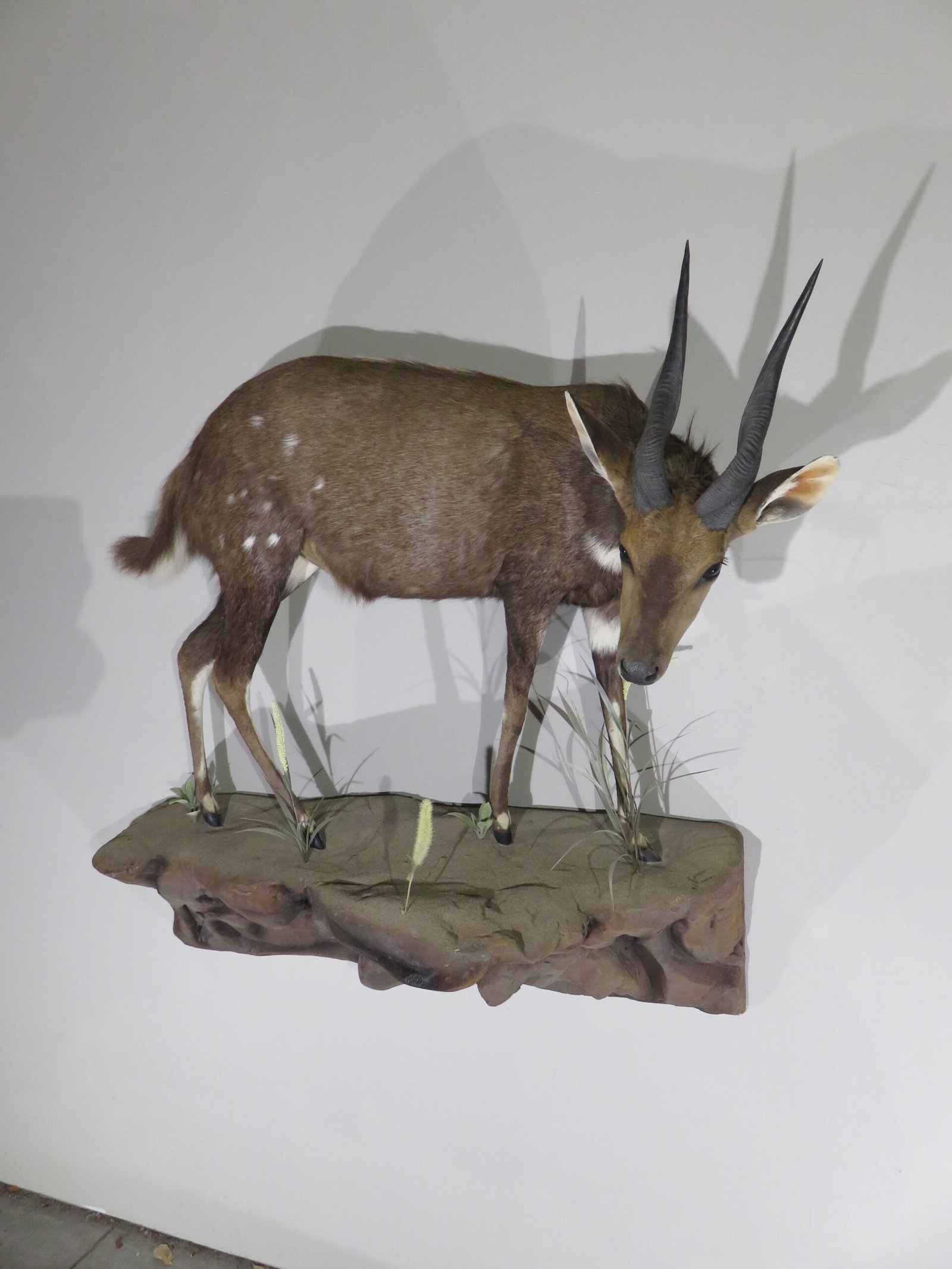 AFRICAN BUSHBUCK LIFE SIZE MOUNT