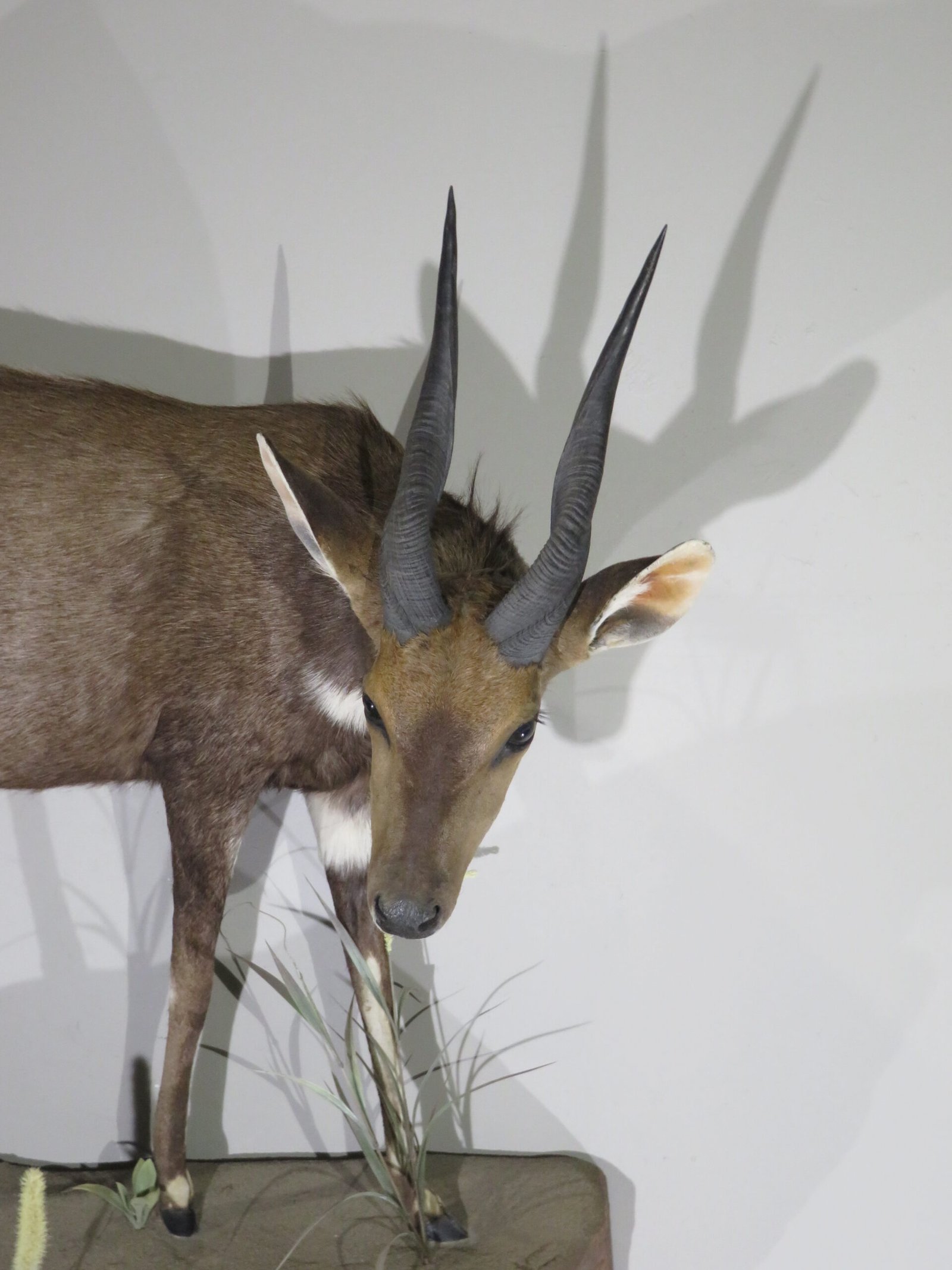 AFRICAN BUSHBUCK LIFE SIZE MOUNT - Image 3
