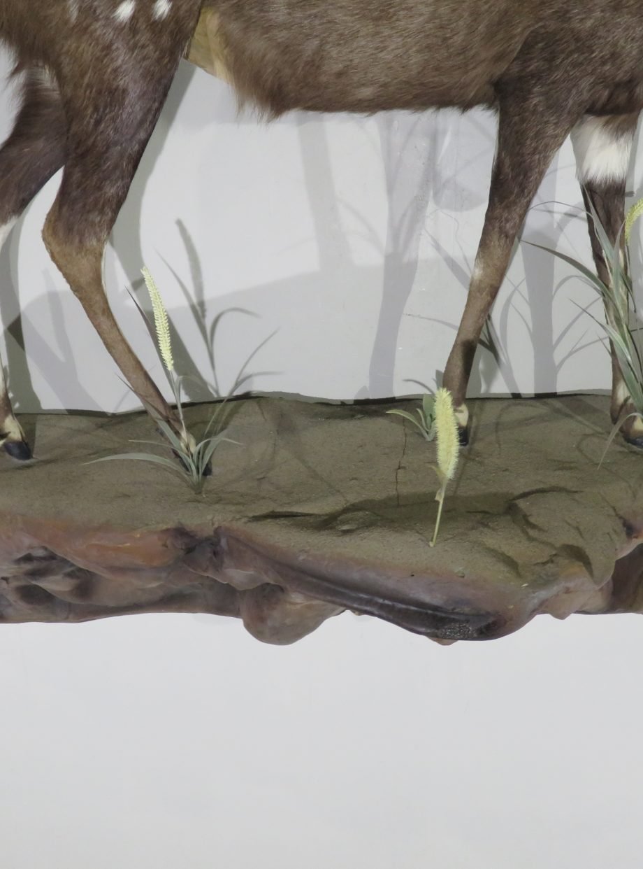 AFRICAN BUSHBUCK LIFE SIZE MOUNT - Image 6