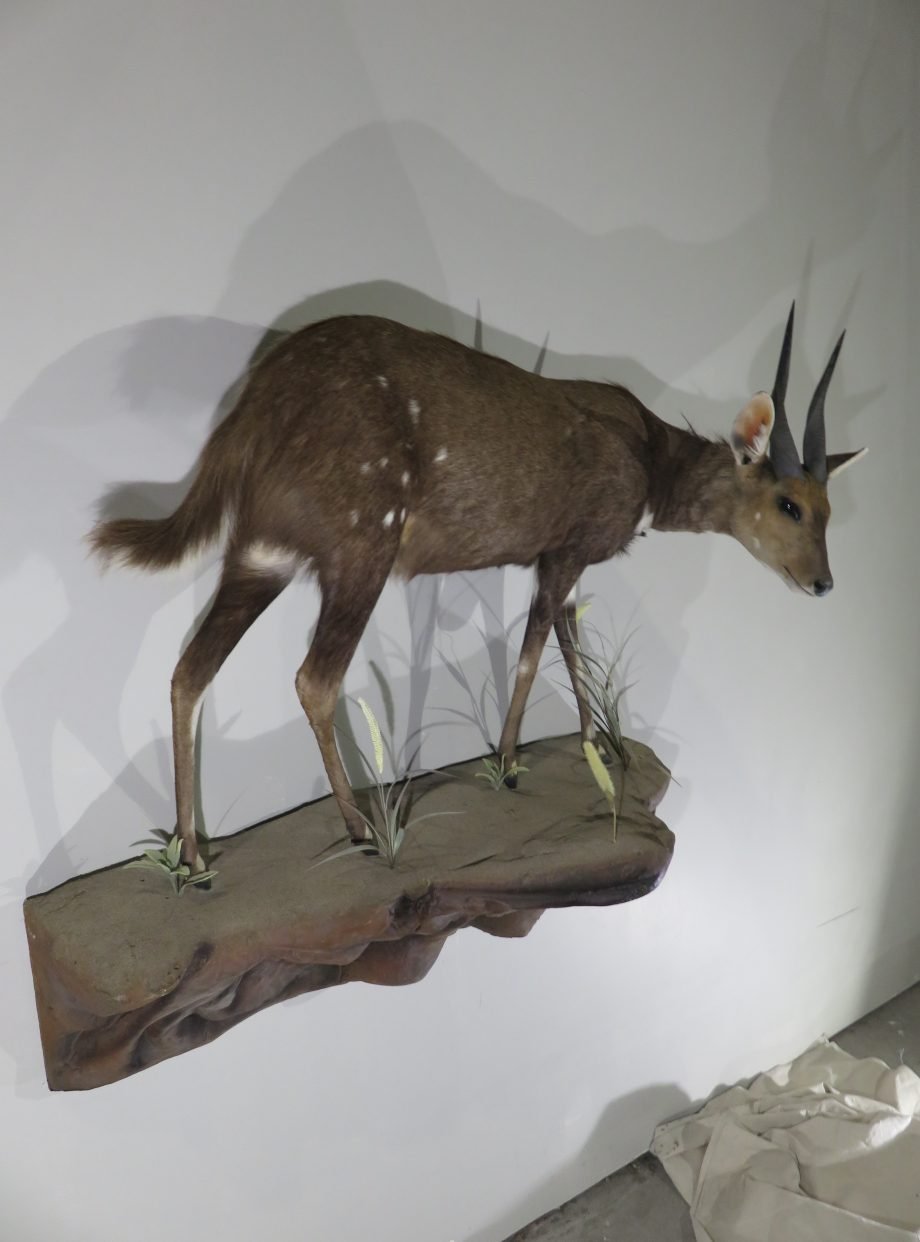 AFRICAN BUSHBUCK LIFE SIZE MOUNT - Image 5