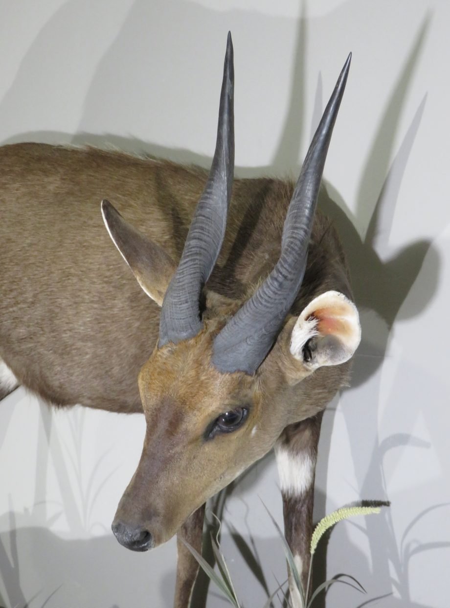 AFRICAN BUSHBUCK LIFE SIZE MOUNT - Image 4