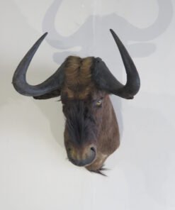 BLACK WILDEBEEST