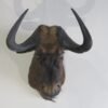 BLACK WILDEBEEST