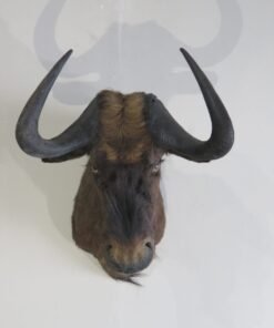 BLACK WILDEBEEST