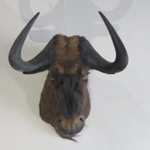 BLACK WILDEBEEST