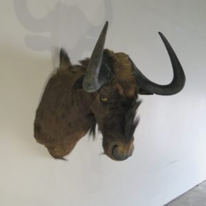 BLACK WILDEBEEST
