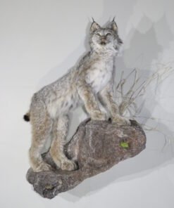 LYNX LIFE SIZED