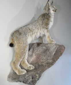 LYNX LIFE SIZED
