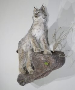 LYNX LIFE SIZED