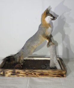 GRAY FOX LIFE-SIZE