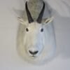 ROCKY MOUNTAIN GOAT