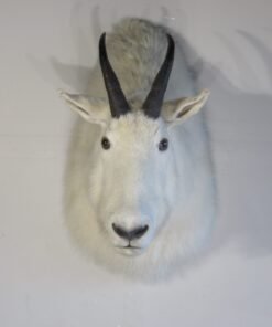ROCKY MOUNTAIN GOAT