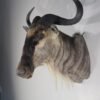 WHITE BEARDED WILDEBEEST