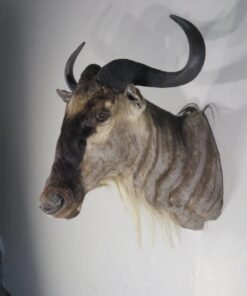 WHITE BEARDED WILDEBEEST